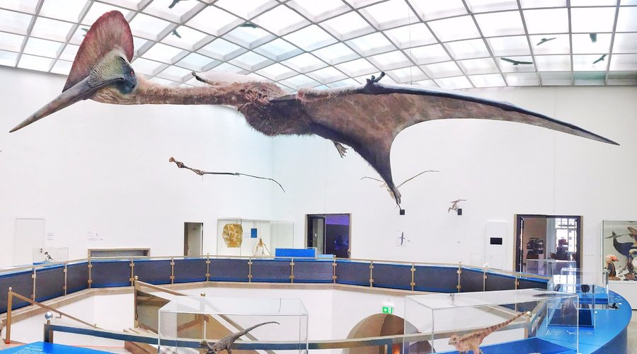 A live-sized Quetzalcoatlus