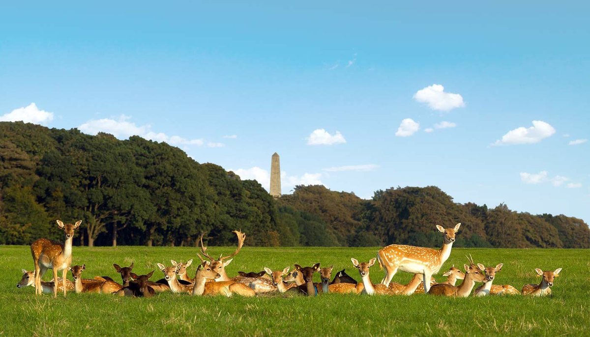 Phoenix Park (Dublin) - All You Need to Know BEFORE You Go