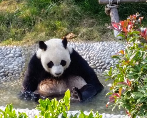 칭다오 동물원 / 아쿠아리움 BEST 5 - Tripadvisor - 트립어드바이저 칭다오 동물원 / 아쿠아리움 Best 5 - Tripadvisor - 트립어드바이저