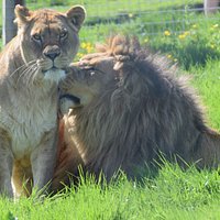 Zulu and Wilma enjoying the sun.