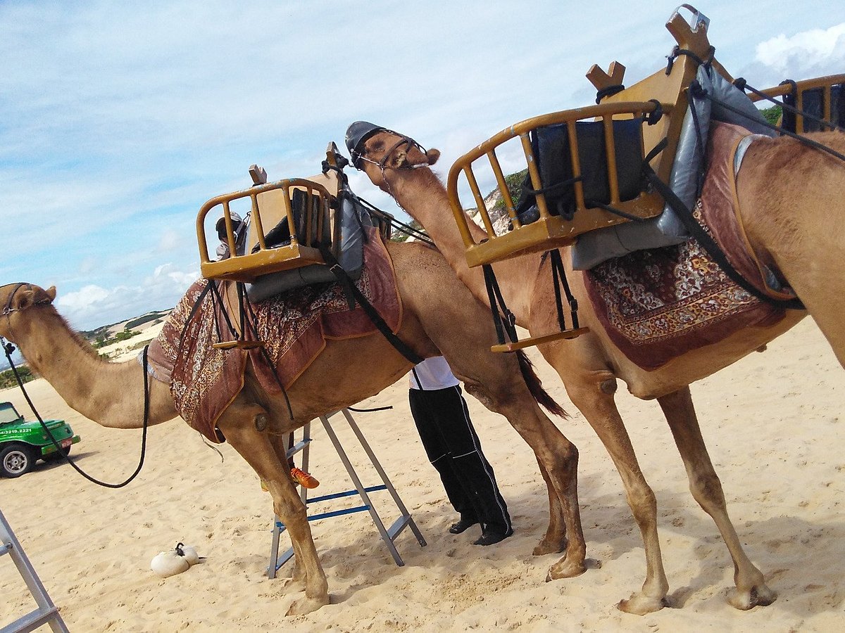 Passeios de Dromedários (Natal) - ATUALIZADO 2023 O que saber antes de ir - Sobre o que as pessoas estão falando - Tripadvisor Passeios de Dromedários (Natal) - ATUALIZADO 2023 O que saber antes de ir - Sobre o que as pessoas estão falando - Tripadvisor