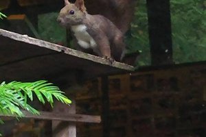 食事