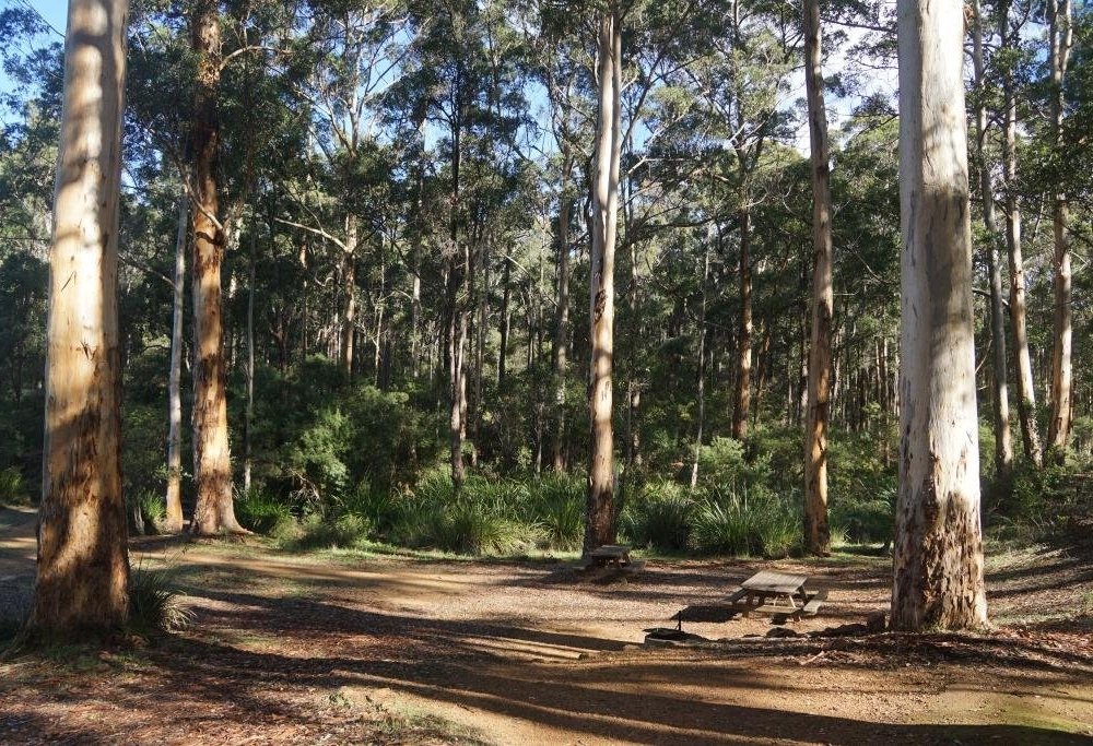 THE 15 BEST Things to Do in Manjimup (2024) MustSee Attractions