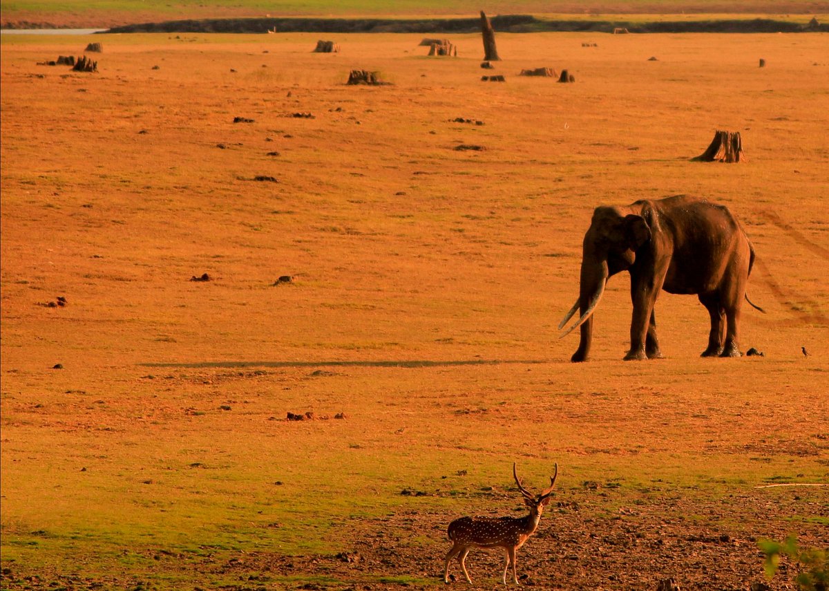 wildlife safari karnataka