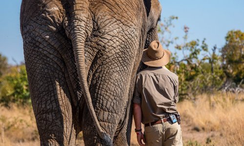 Our biggest privilege is caring for our beautiful African elephants who were destined to be cull