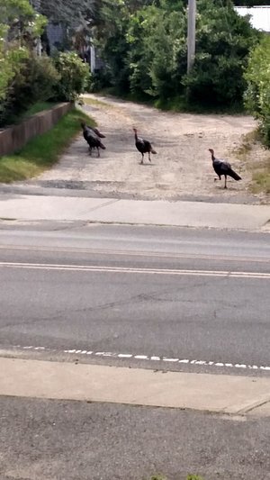 wild turkey across the street