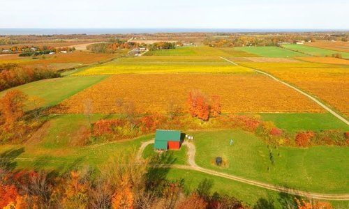 Air-photo over Johnson vineyards at harvest end. Lake Erie in the distance.