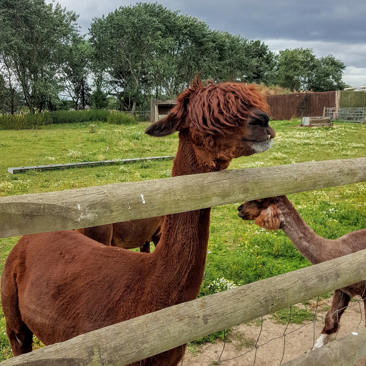 HOUNSLOW URBAN FARM: Tutto quello che c'è da sapere (2025)