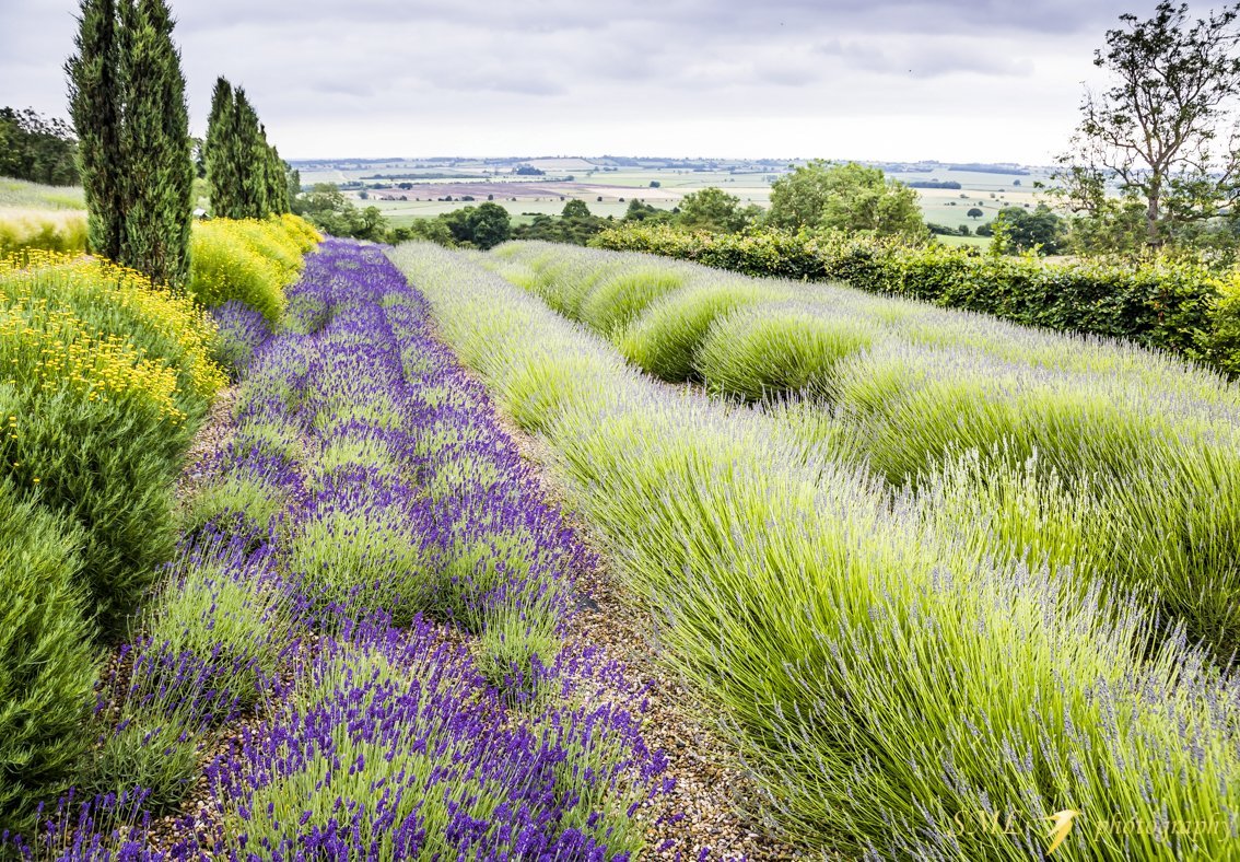 Yorkshire Lavender (Terrington): All You Need to Know