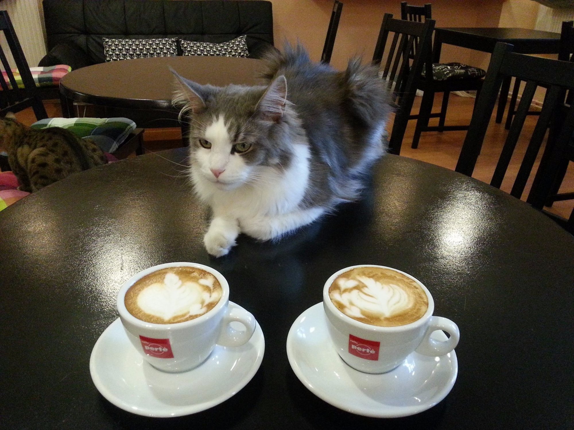 Cat Cafe All You Need to Know BEFORE You Go 2024