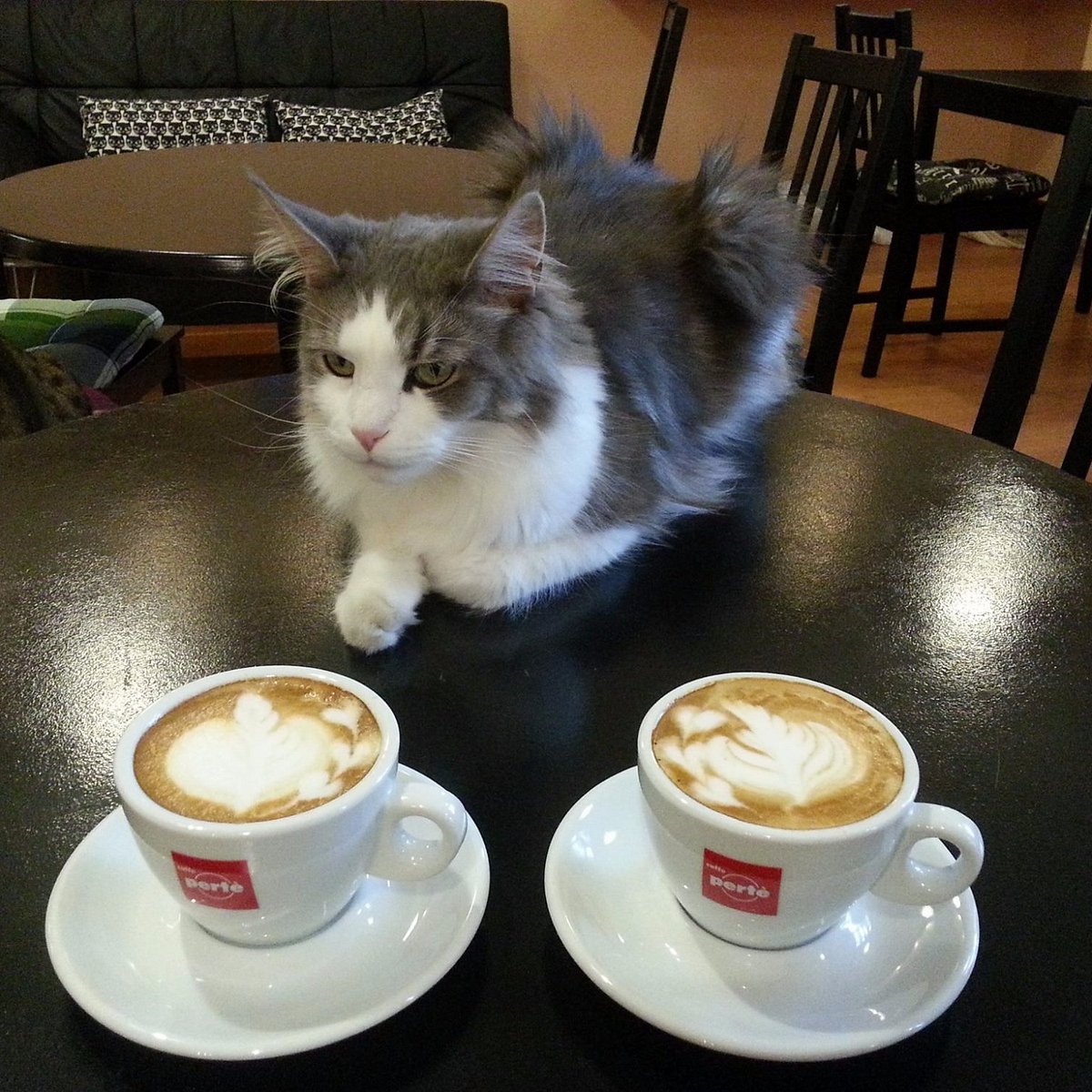 THE MAD CATTER CAT CAFE, Eastbourne - Restaurant Reviews, Photos & Phone  Number - Tripadvisor