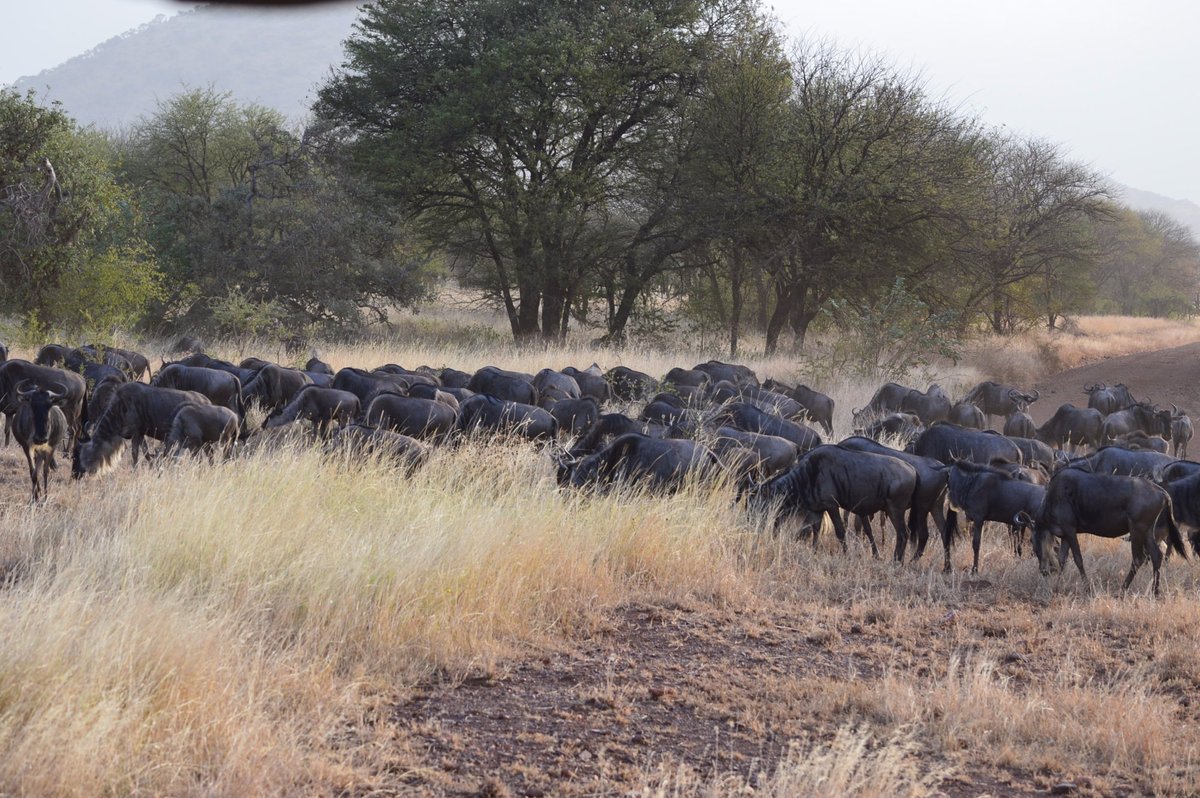 BUSH ROVER MIGRATION CAMP - Updated 2024 Campground Reviews (Serengeti ...