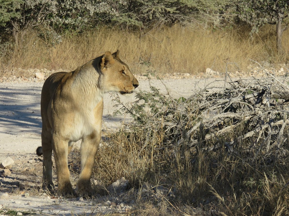 ONGAVA LODGE (Ombika) - отзывы, фото и сравнение цен - Tripadvisor