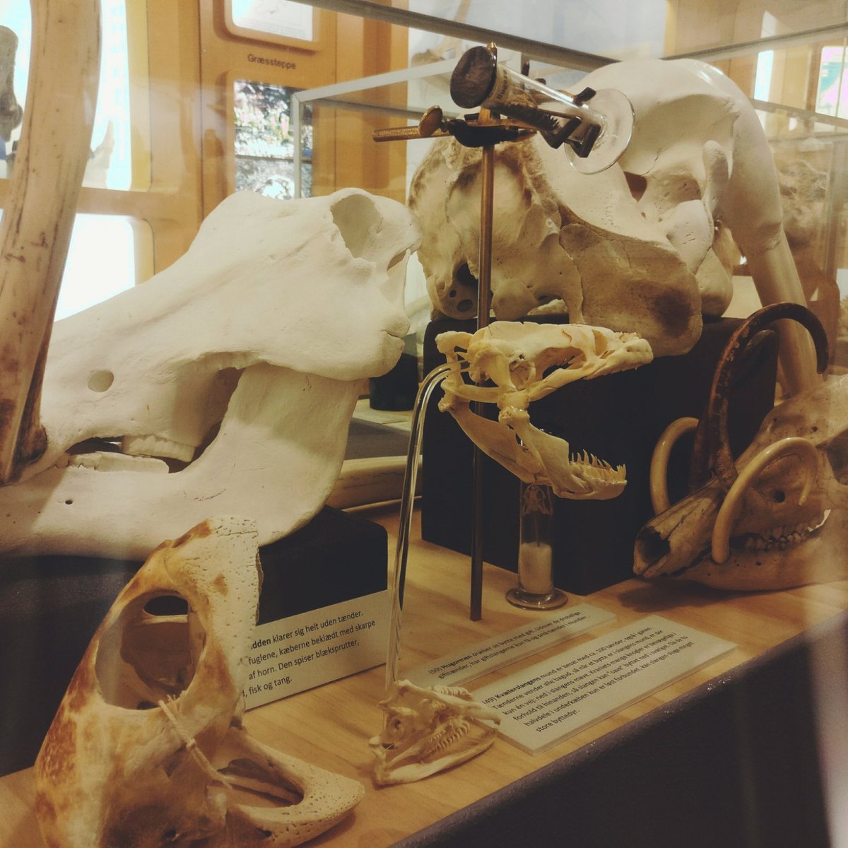 Naturhistorisk Museum - Skagen Naturcenter (2025) - All You Need to Know BEFORE You Go (with Reviews)