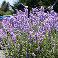 Lavender field with old bike