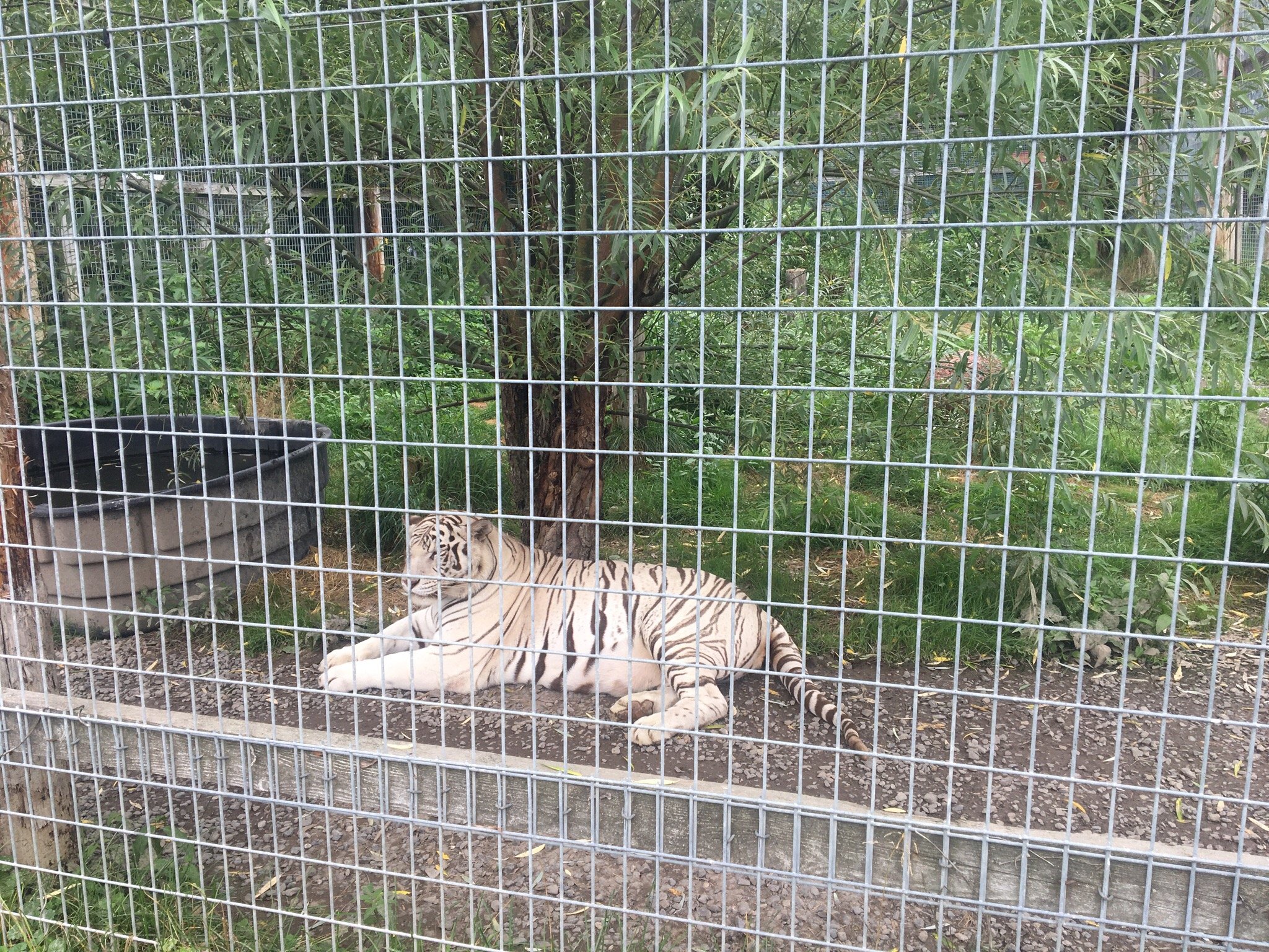 Big cat clearance sanctuary pa