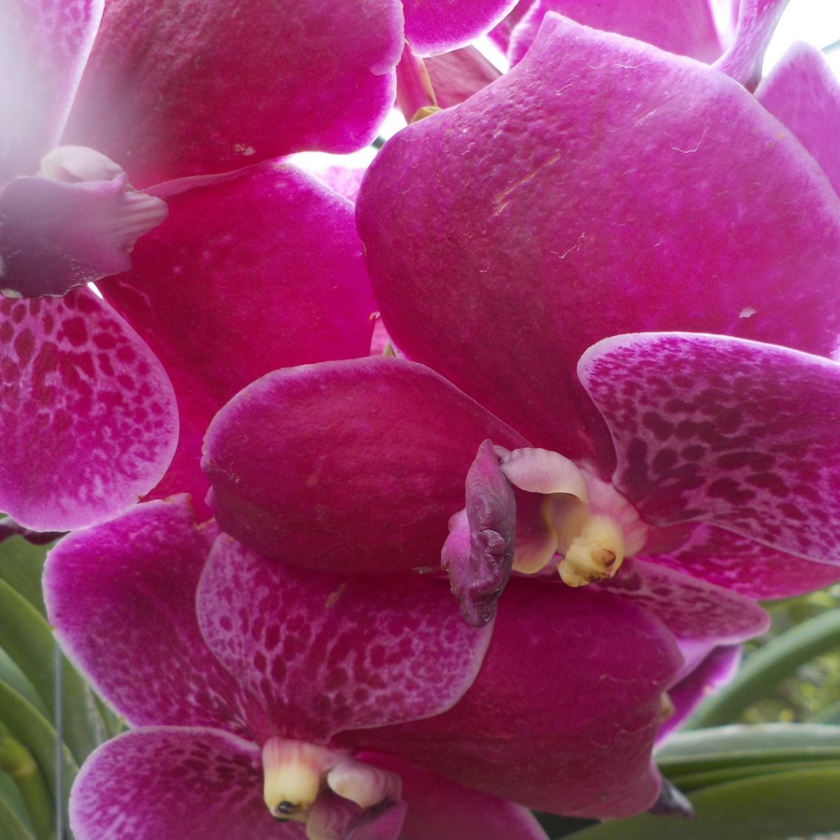 Sai Nam Phung Orchid Farm O Que Saber Antes De Ir 2024 6574