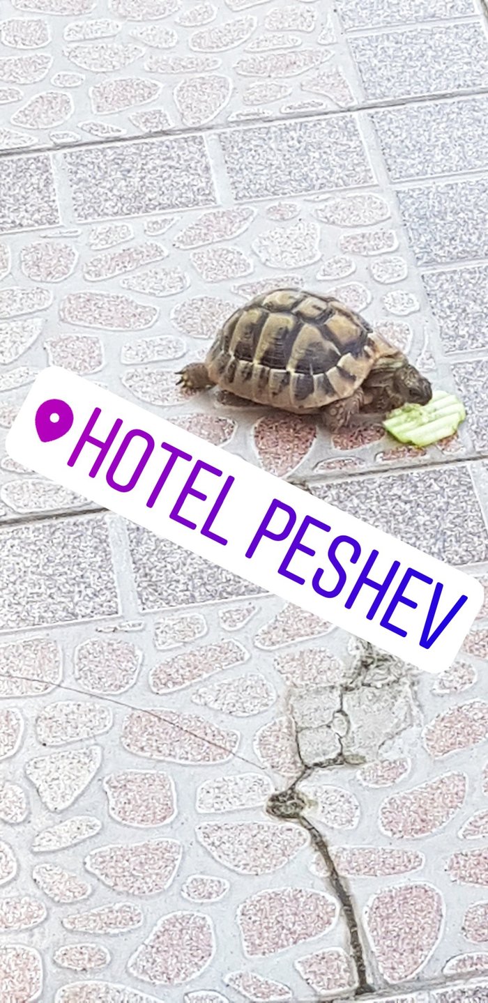 HOTEL PESHEV SVETI VLAS (Болгария/Свети Влас) - отзывы и фото - Tripadvisor