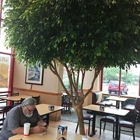 Living tree inside restaurant