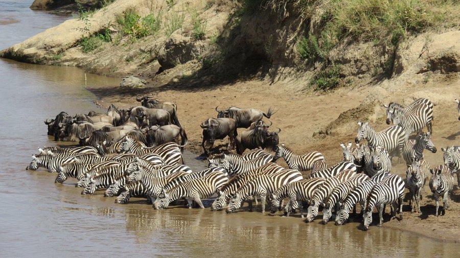 masai mara safari recensioni