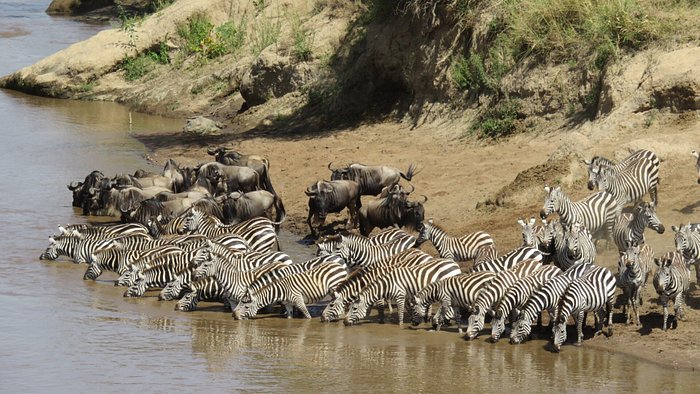 MAASAI VILLAGE AND SAFARI (Kenya/Maasai Mara National Reserve) - Lodge Reviews & Photos - Tripadvisor MAASAI VILLAGE AND SAFARI (Kenya/Maasai Mara National Reserve) - Lodge Reviews & Photos - Tripadvisor