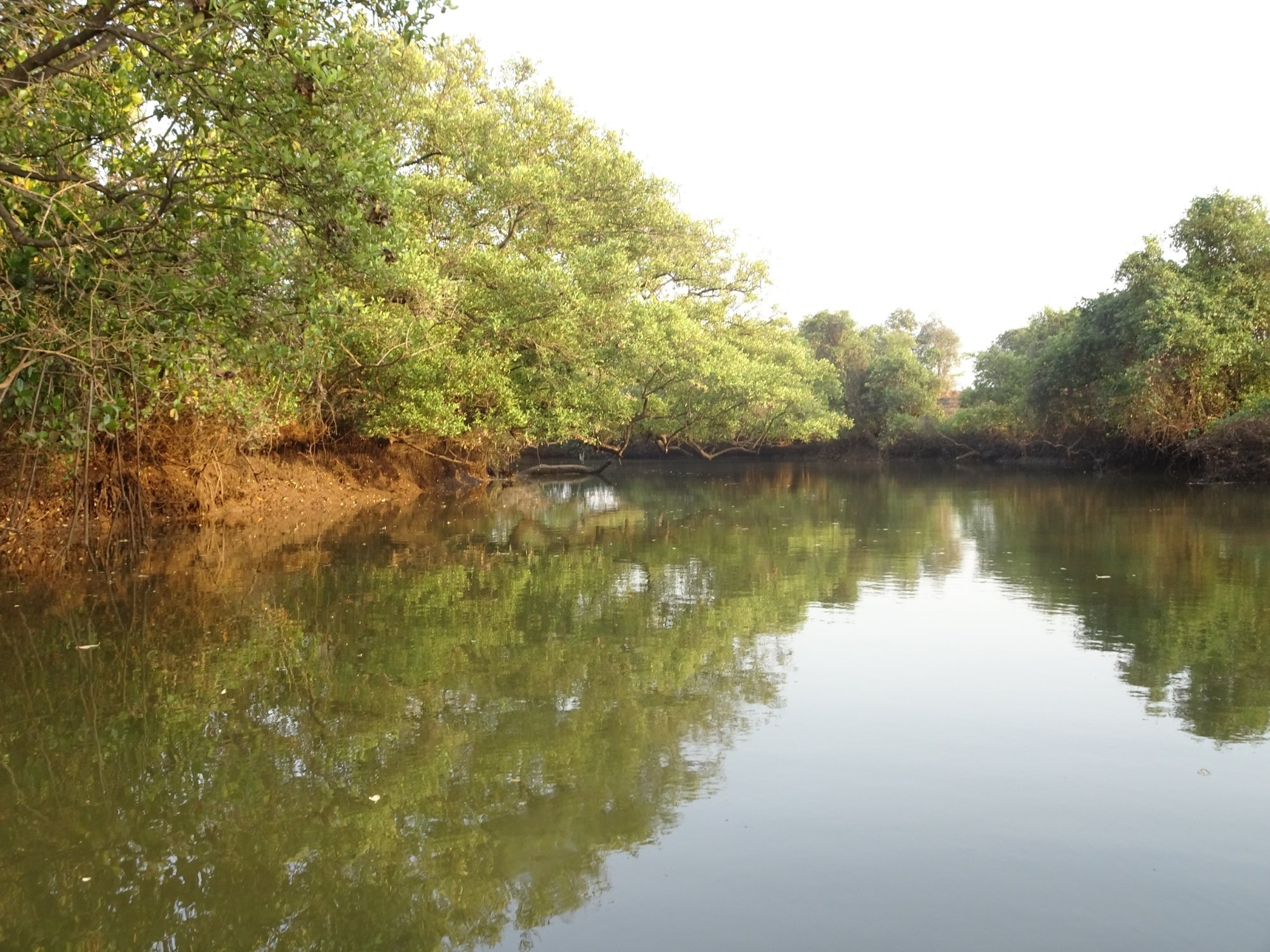 Dr. Salim Ali Bird Sanctuary - GOA PRISM