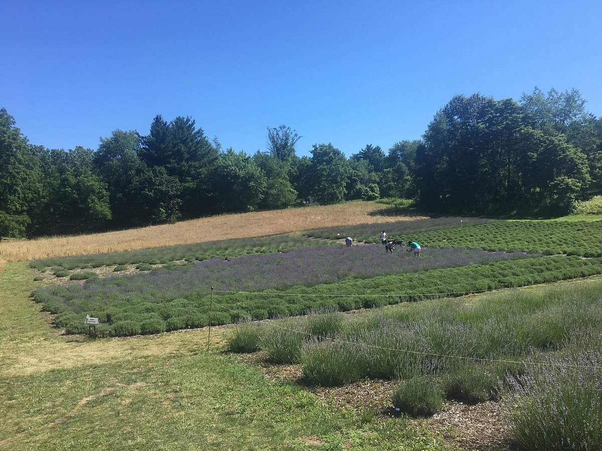 3-Bags-O-Lavender  Lavender Hill Farm of Niles MI LLC