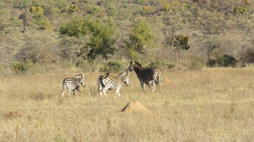 ENTABENI SAFARI CONSERVANCY - Updated 2024 Prices & Ranch Reviews ...