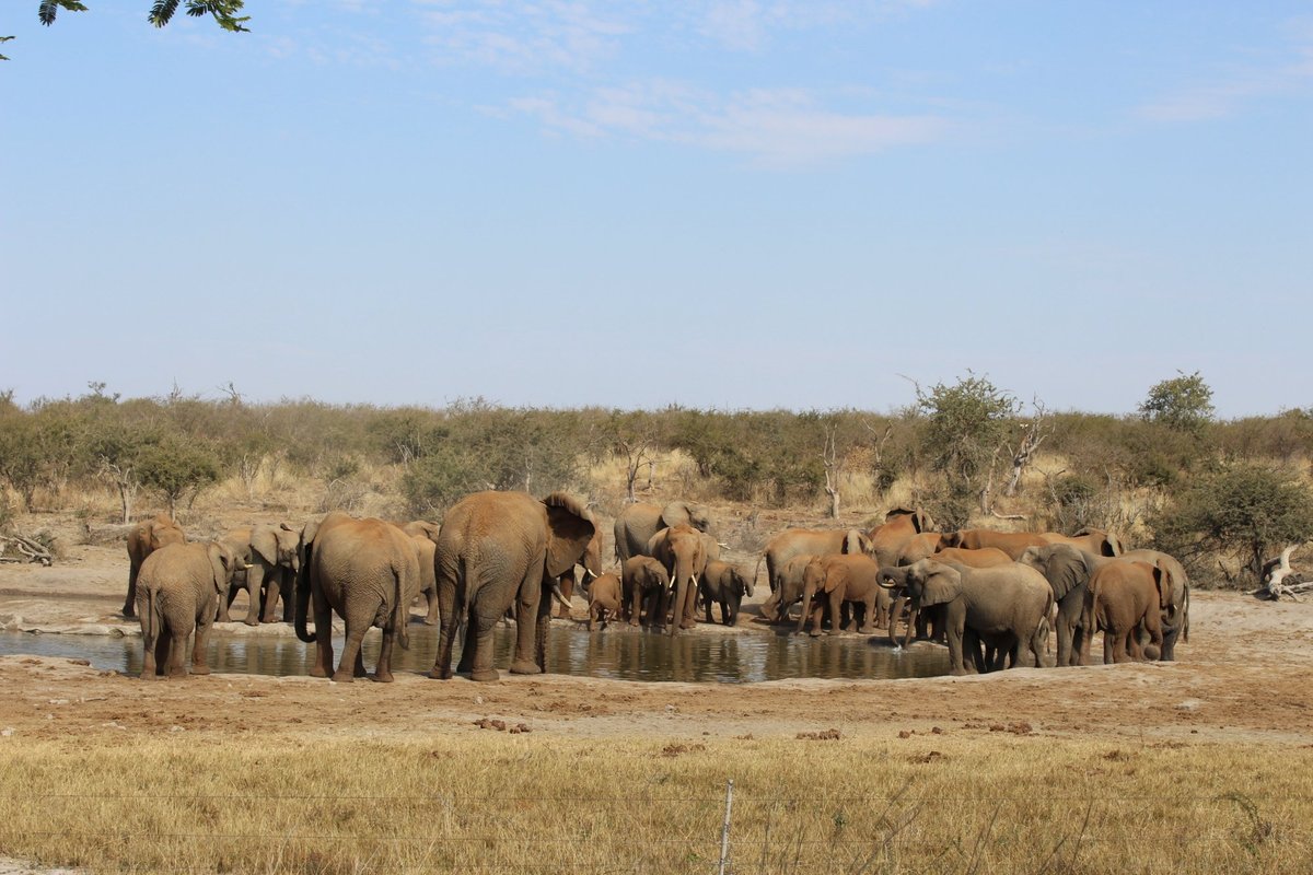 JAMALA MADIKWE (Заповедник Мадикве) - отзывы, фото и сравнение цен -  Tripadvisor