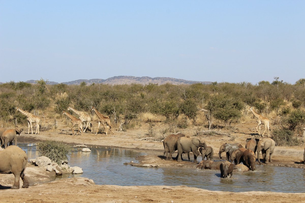 JAMALA MADIKWE (Заповедник Мадикве) - отзывы, фото и сравнение цен -  Tripadvisor