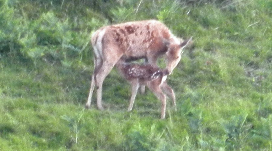 Watch wildlife from Wildlife viewing ark