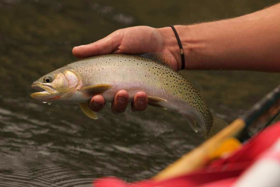 Headwaters Fly-Fishing Guides - All You Need to Know BEFORE You Go (2024)