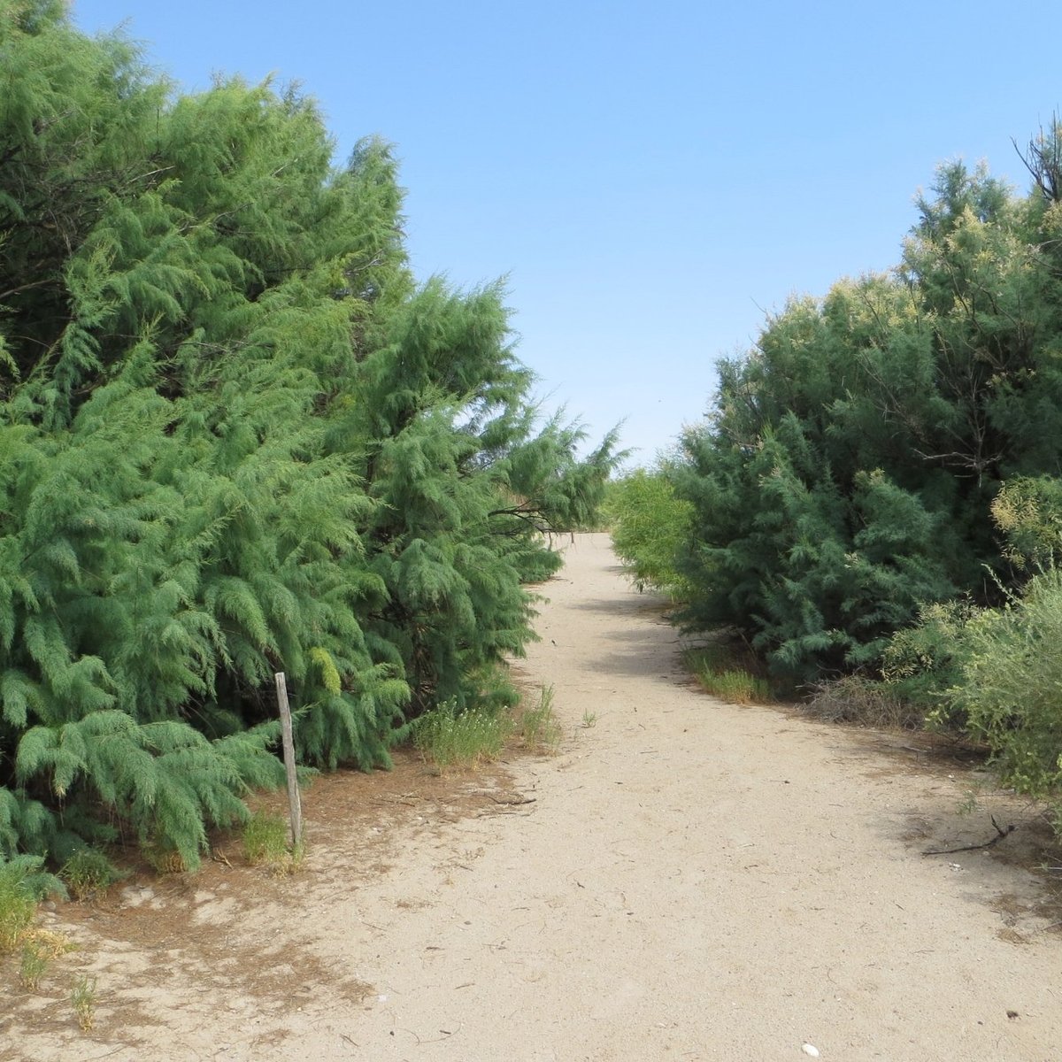 List 99+ Pictures mesilla valley bosque state park photos Sharp