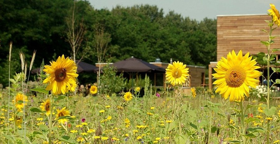 Veldbloemen