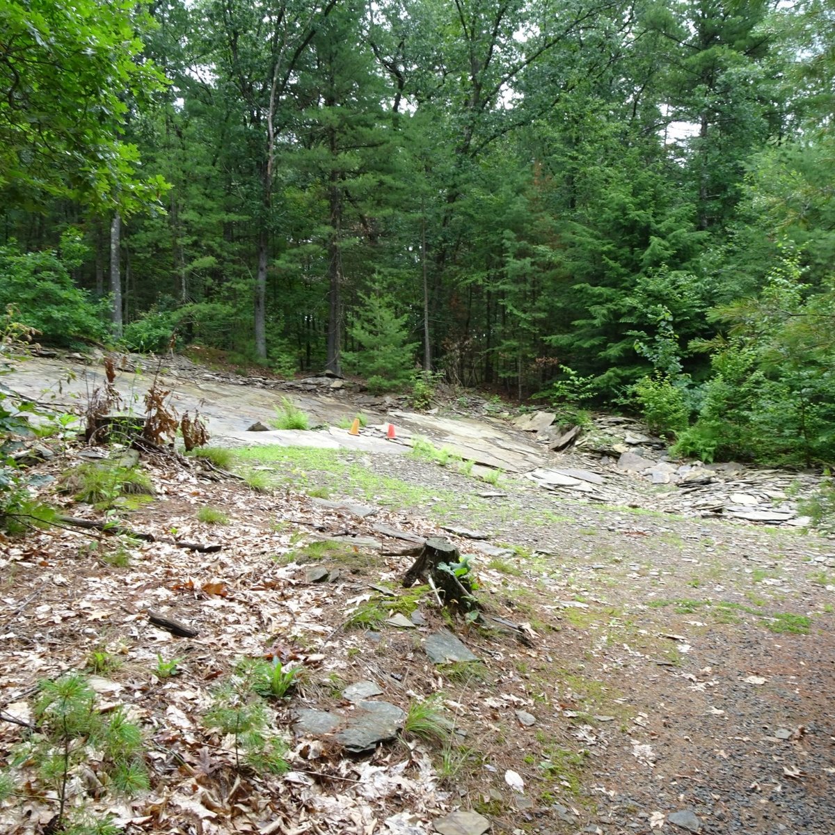 NASH'S DINOSAUR TRACK QUARRY (2024) All You Need to Know BEFORE You Go ...