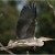 Ardea C