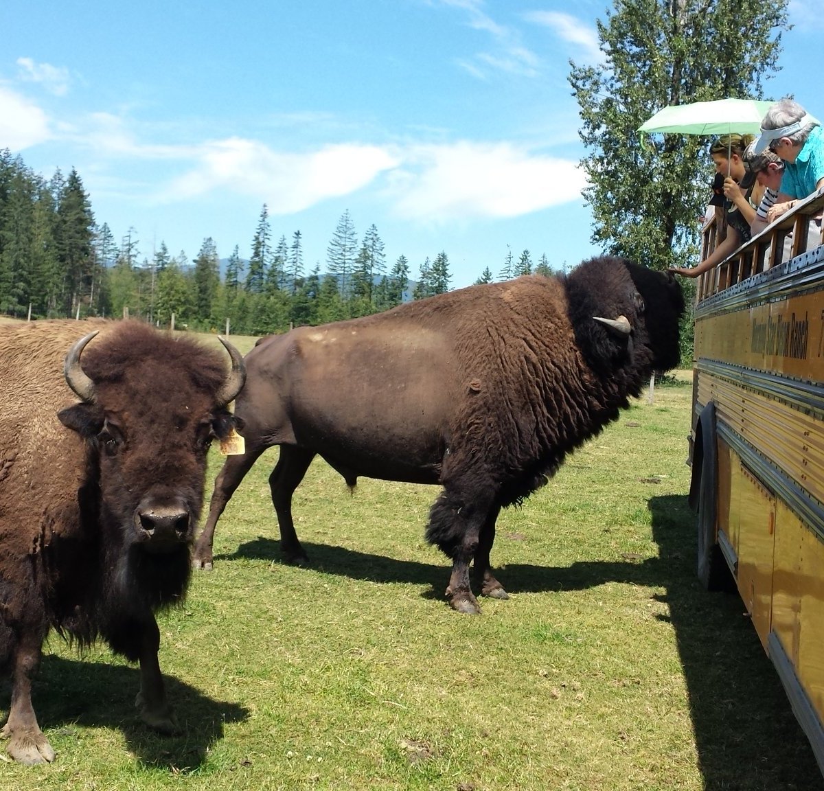 morning-star-bison-ranch-nanaimo-2023-what-to-know-before-you-go