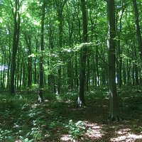 Eartham Wood