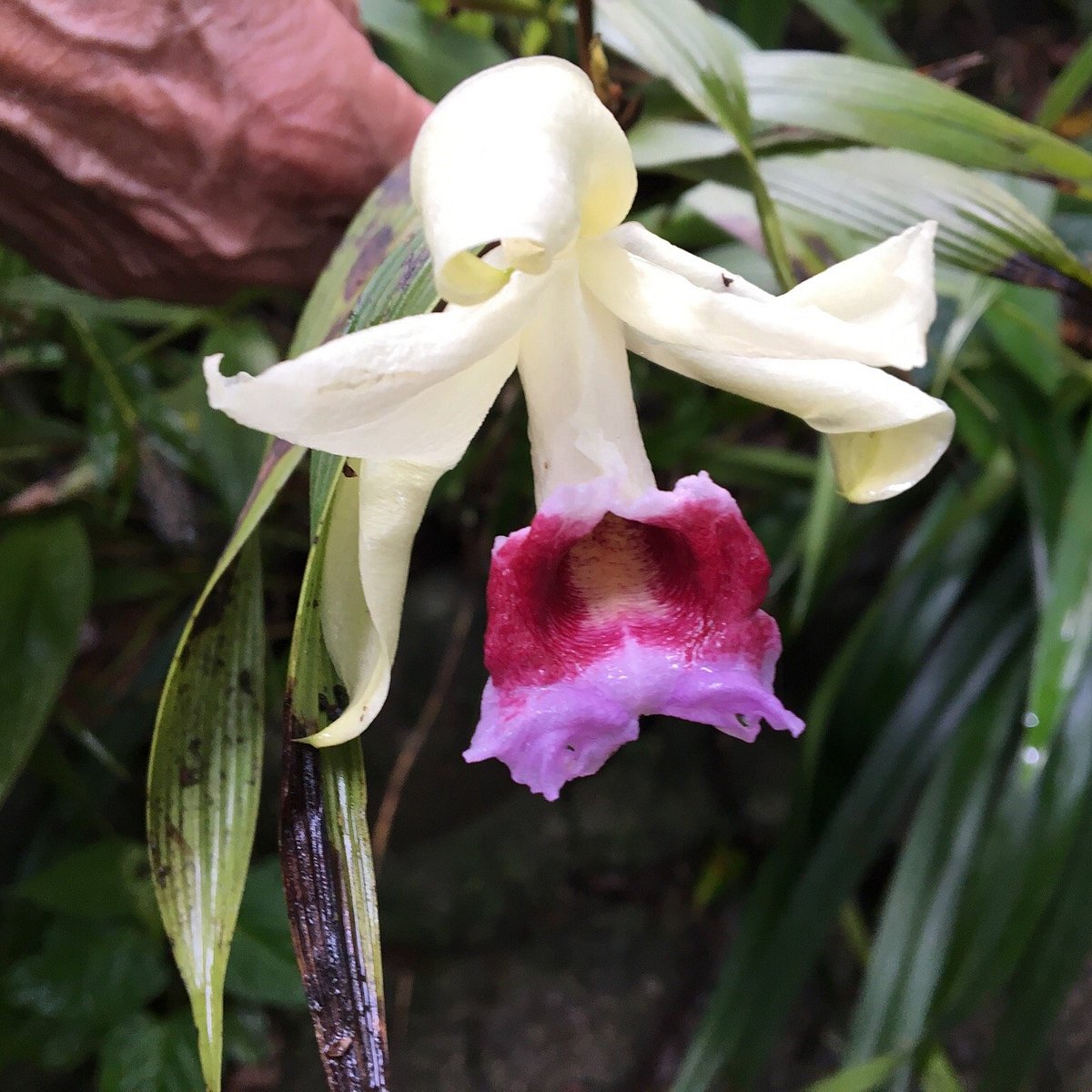 Jardín de Orquídeas (Santa Elena) - Lo que se debe saber antes de viajar -  Tripadvisor