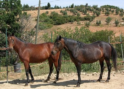 THE 10 BEST Tuscany Horseback Riding Tours (Updated 2024)