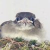 BarkingBird