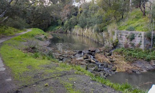 Ducks and wilderness