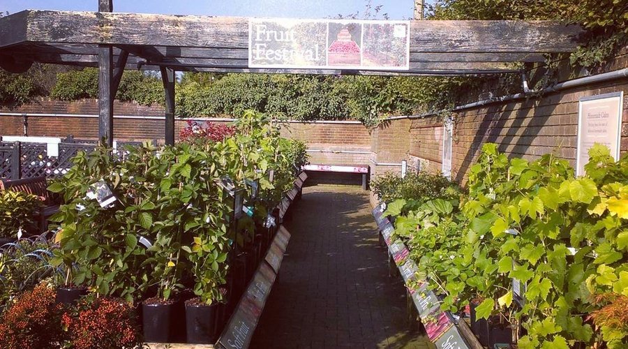 Soft Fruit at Stewarts Christchurch Garden Centre