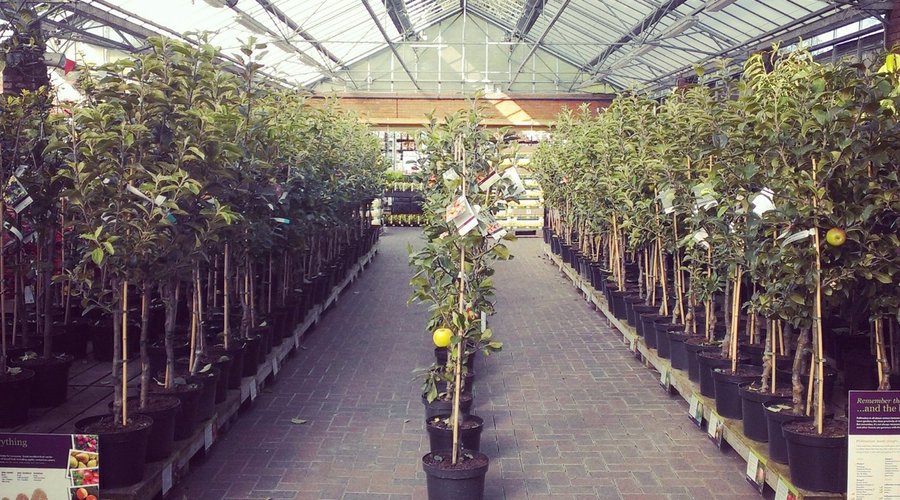 Fruit trees at Stewarts Christchurch Garden Centre