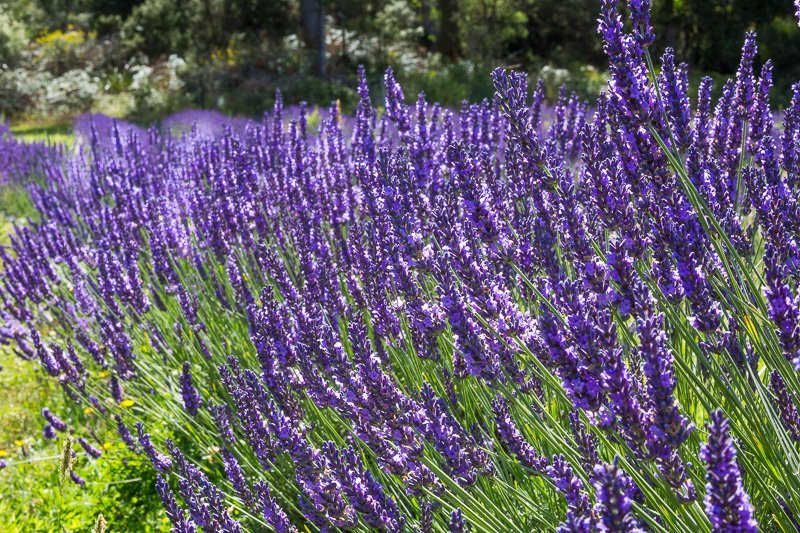 Port Arthur Lavender Farm · Tourist Attraction - All You Need to Know ...