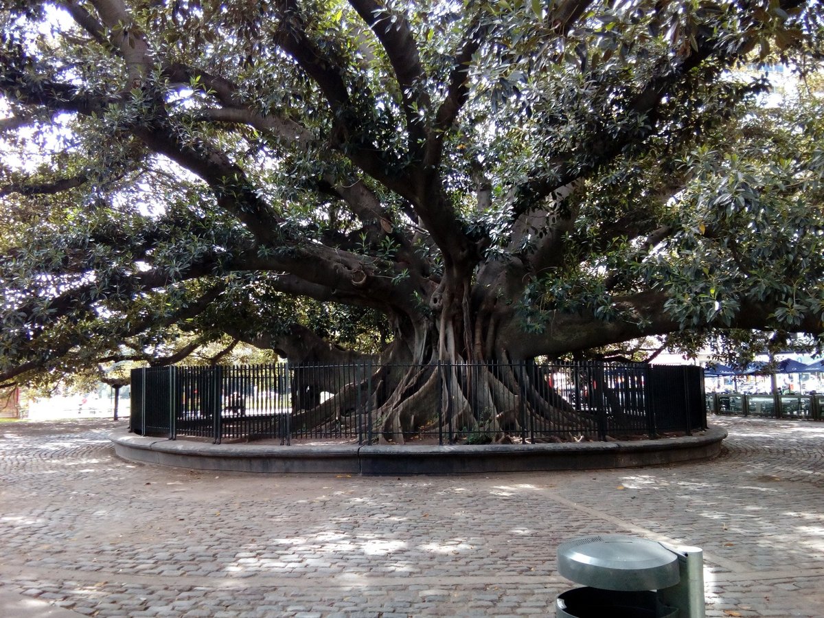 Gomero de la Recoleta, Буэнос-Айрес: лучшие советы перед посещением -  Tripadvisor