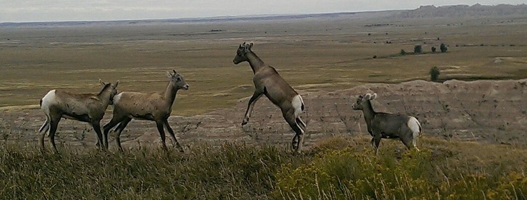 Custer State Park