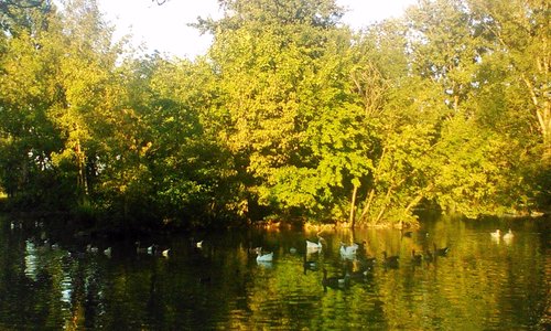Un ambiente favorevole alla vita di pesci e uccelli acquatici.