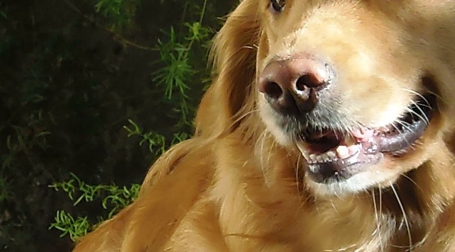 Mascotas Felices!