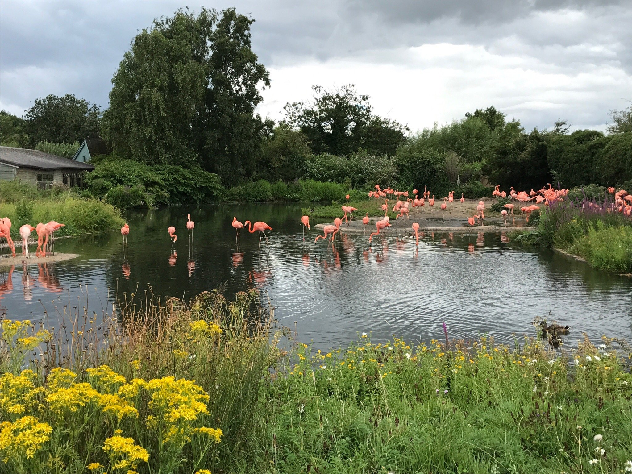 WWT Slimbridge Wetland Centre - ATUALIZADO 2022 O Que Saber Antes De Ir ...